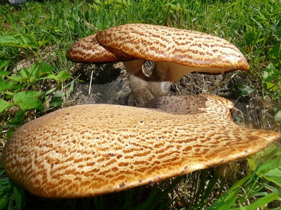 Polype écailleux (Cerioporus squamosus) – données botaniques, caractéristiques, morphologie, habitat, propriétés
